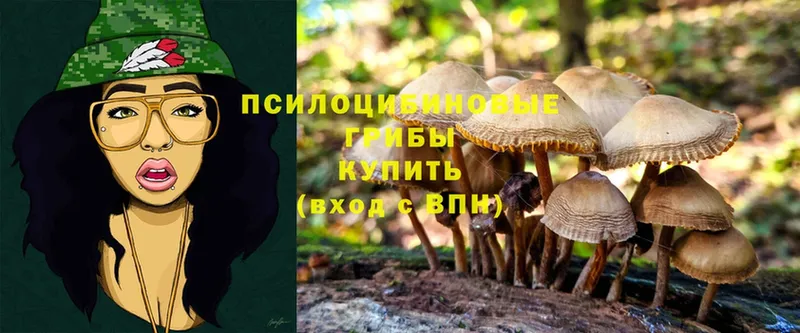 сколько стоит  Дедовск  Галлюциногенные грибы Cubensis 